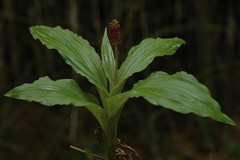 Liparis atropurpurea